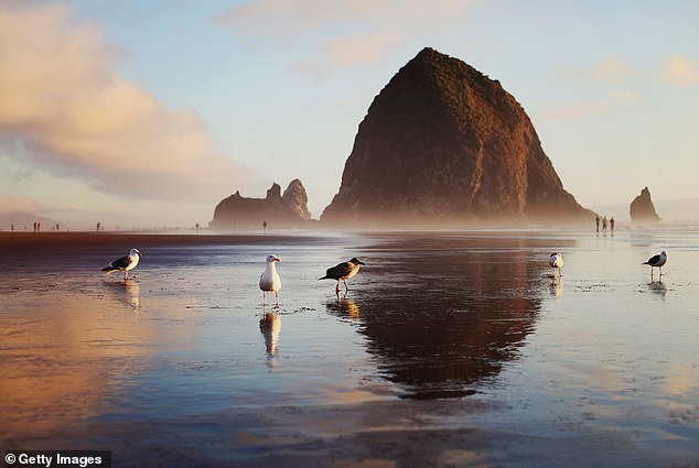 Stranded Sea Lion Pup on Cannon Beach Sparks Wildlife Conservation Message