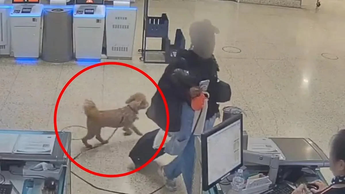 Woman Arrested for Abandoning Puppy at Nevada Airport