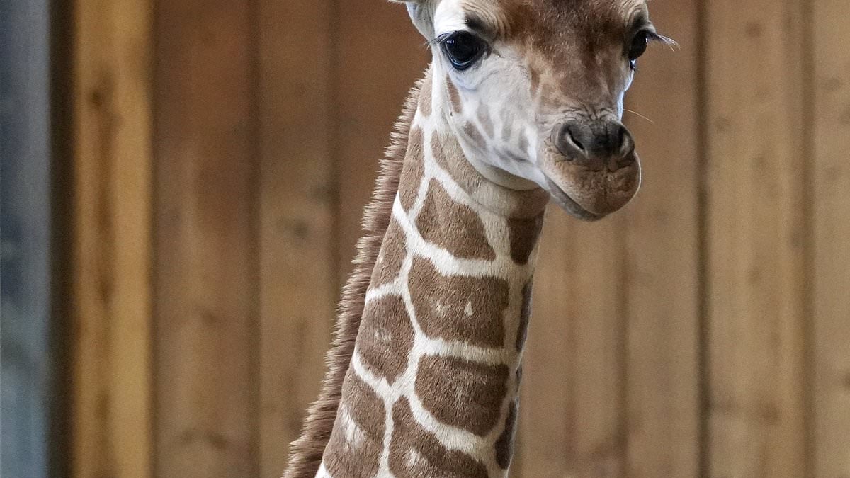 Baby Giraffe Okidi Dies After Collision with Viewing Panel at Detroit Zoo