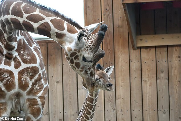 Baby Giraffe Okidi Dies After Collision with Viewing Panel at Detroit Zoo
