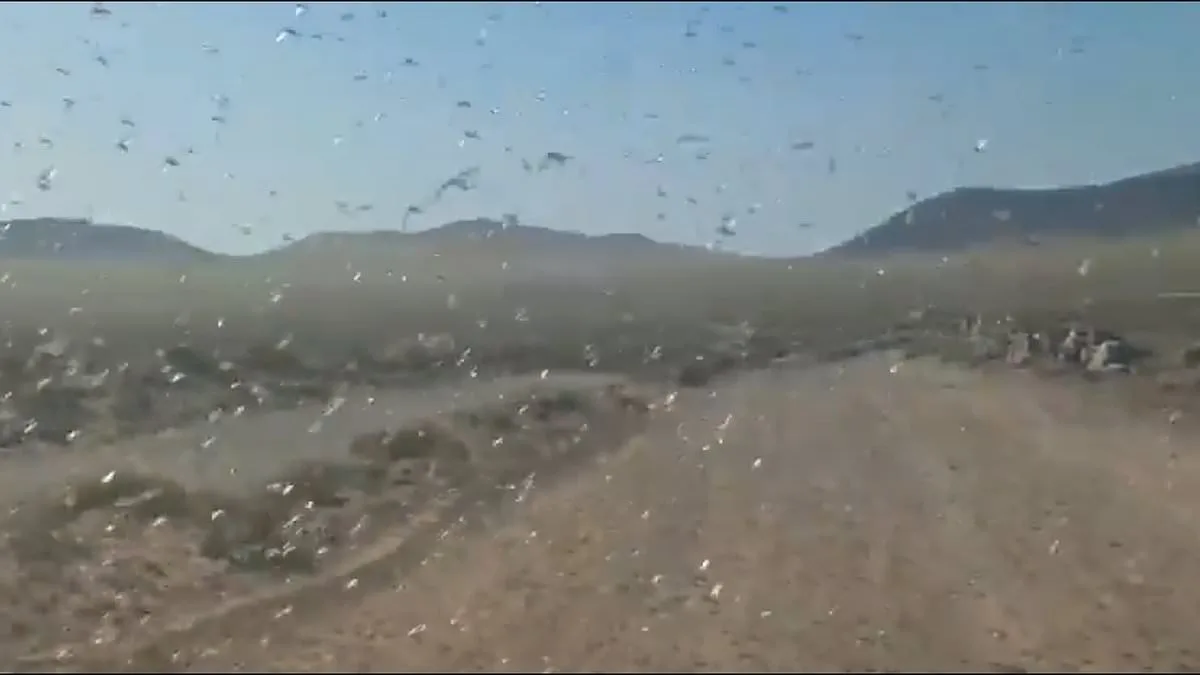 Locust Swarms in Canary Islands: Officials Reassure Public Amid Fears of Recurring Disaster