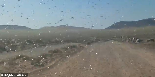 Locust Swarms in Canary Islands: Officials Reassure Public Amid Fears of Recurring Disaster