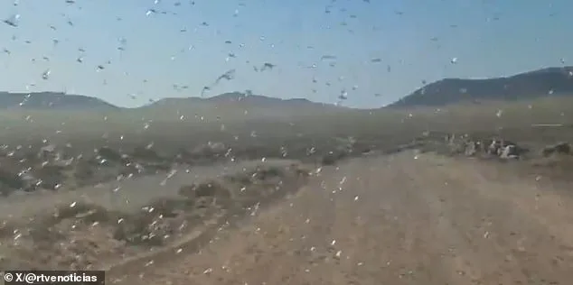 Locust Swarms in Canary Islands: Officials Reassure Public Amid Fears of Recurring Disaster