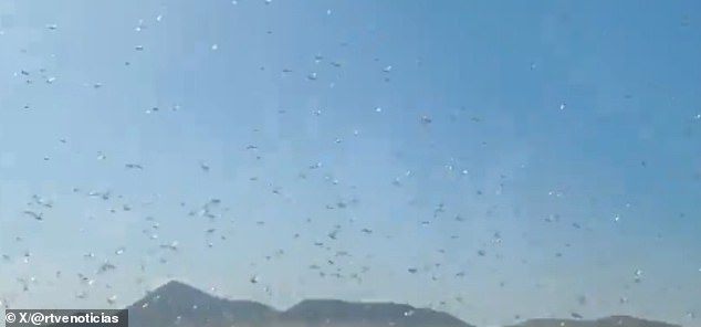 Locust Swarms in Canary Islands: Officials Reassure Public Amid Fears of Recurring Disaster