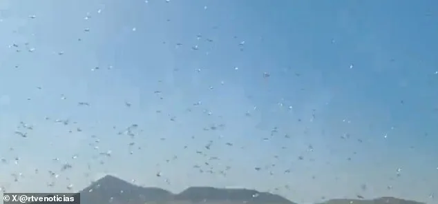 Locust Swarms in Canary Islands: Officials Reassure Public Amid Fears of Recurring Disaster