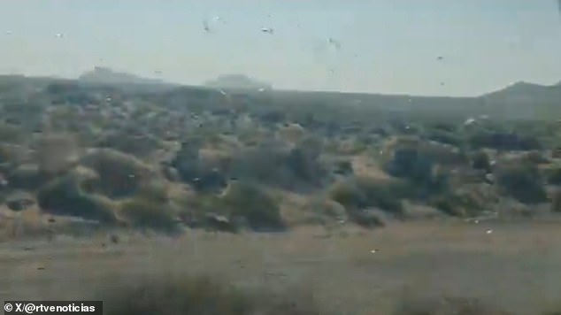 Locust Swarms in Canary Islands: Officials Reassure Public Amid Fears of Recurring Disaster