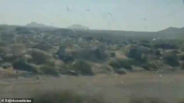 Locust Swarms in Canary Islands: Officials Reassure Public Amid Fears of Recurring Disaster