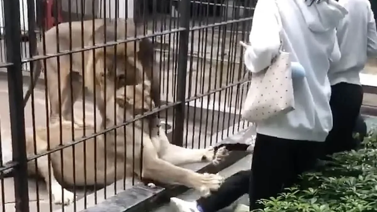 10-Year-Old Girl Mauled by Lion at Chinese Zoo as Keeper Fails to Prevent Attack