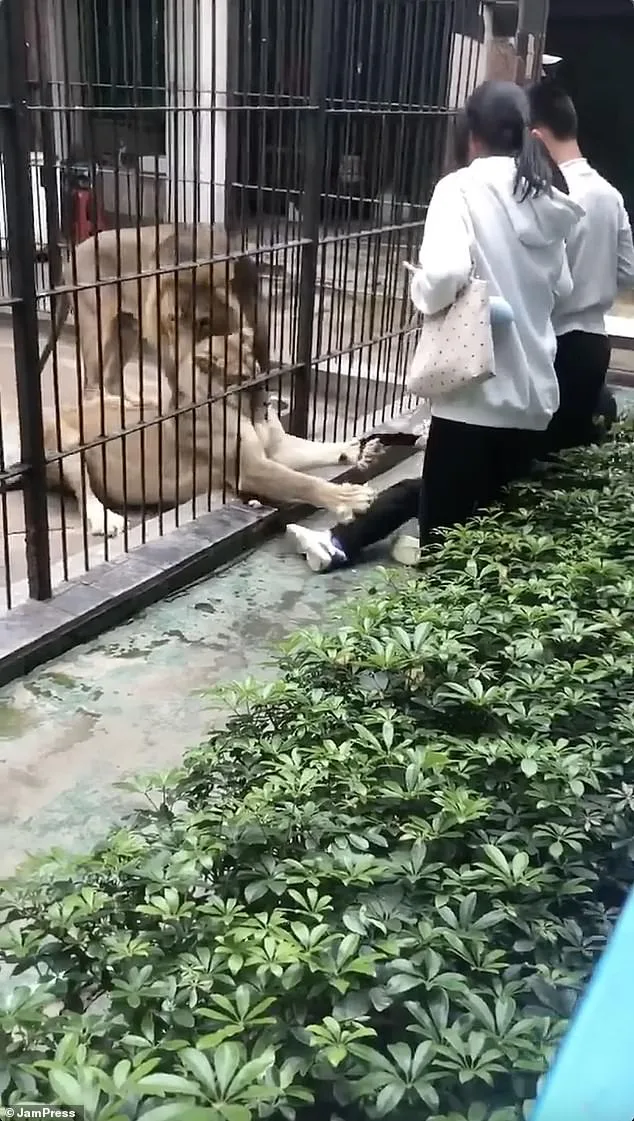 10-Year-Old Girl Mauled by Lion at Chinese Zoo as Keeper Fails to Prevent Attack
