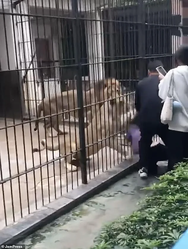 10-Year-Old Girl Mauled by Lion at Chinese Zoo as Keeper Fails to Prevent Attack