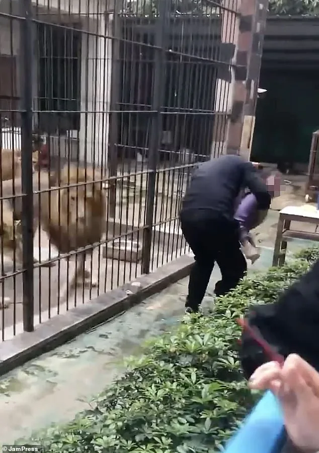 10-Year-Old Girl Mauled by Lion at Chinese Zoo as Keeper Fails to Prevent Attack
