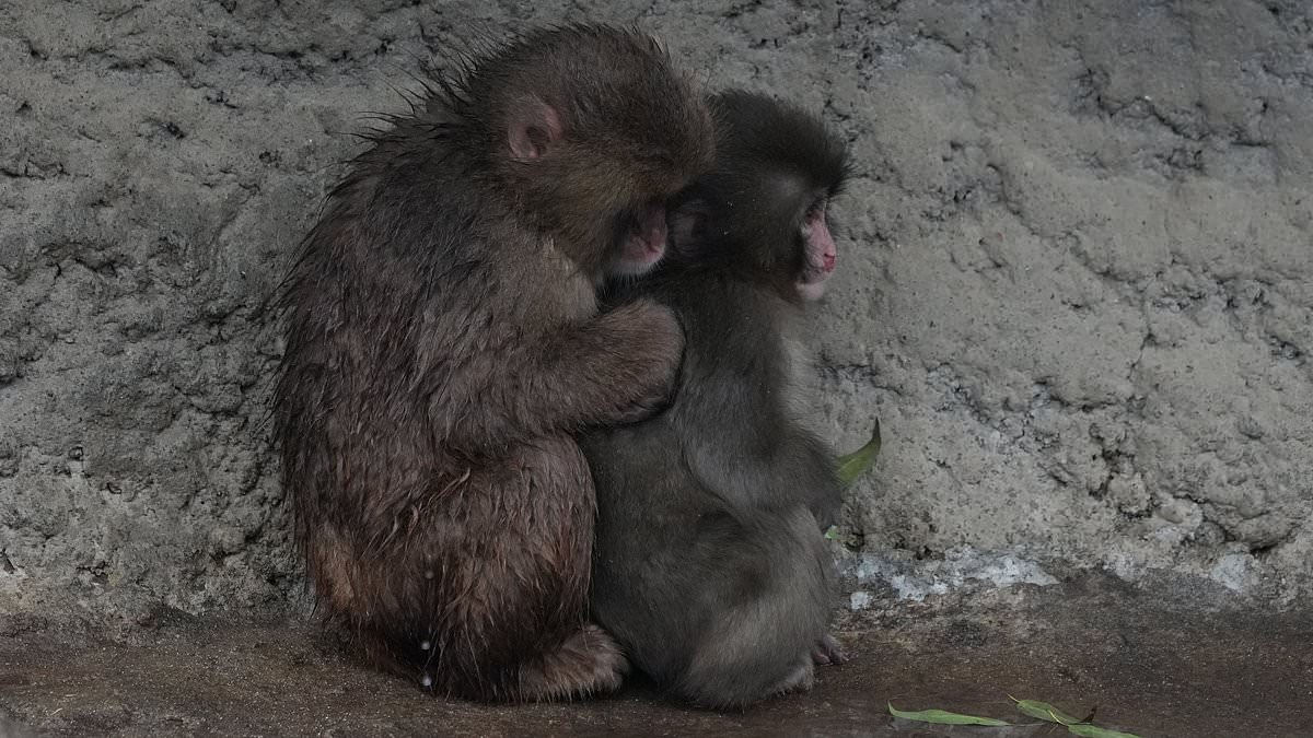 Punch the Orphaned Macaque Finds Social Acceptance After Viral Plush Toy Fame