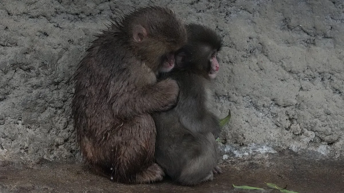 Punch the Orphaned Macaque Finds Social Acceptance After Viral Plush Toy Fame