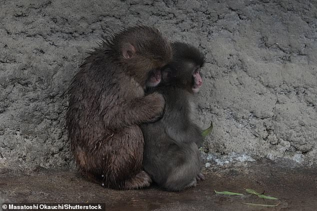 Punch the Orphaned Macaque Finds Social Acceptance After Viral Plush Toy Fame