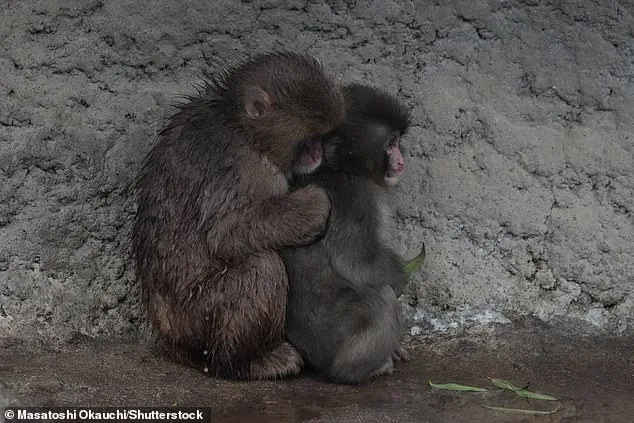 Punch the Orphaned Macaque Finds Social Acceptance After Viral Plush Toy Fame
