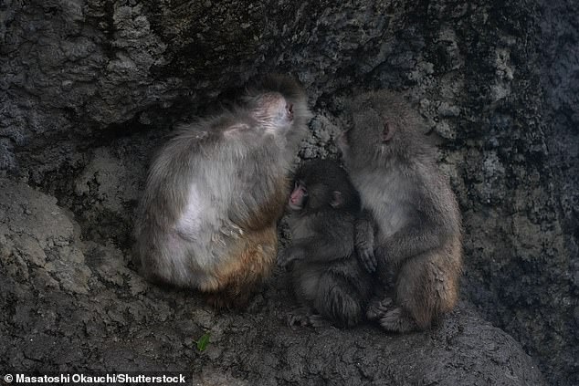Punch the Orphaned Macaque Finds Social Acceptance After Viral Plush Toy Fame