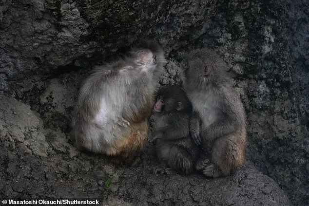 Punch the Orphaned Macaque Finds Social Acceptance After Viral Plush Toy Fame