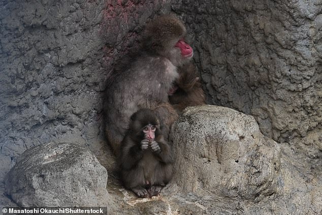 Punch the Orphaned Macaque Finds Social Acceptance After Viral Plush Toy Fame