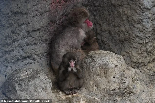 Punch the Orphaned Macaque Finds Social Acceptance After Viral Plush Toy Fame
