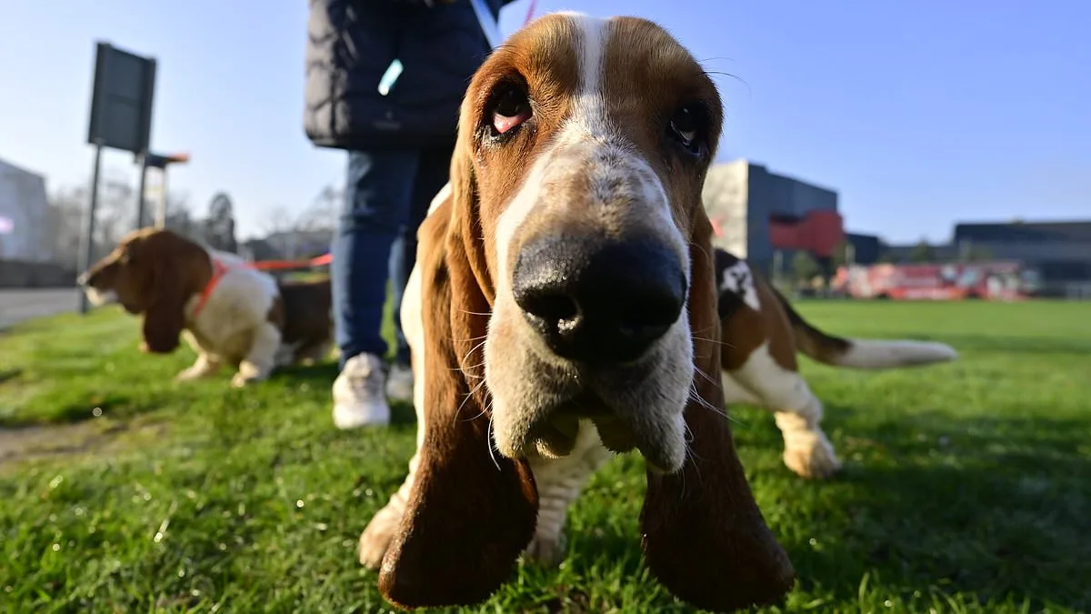 Crufts Dog Show Kicks Off in Birmingham with 18,600 Competitors from 60 Countries