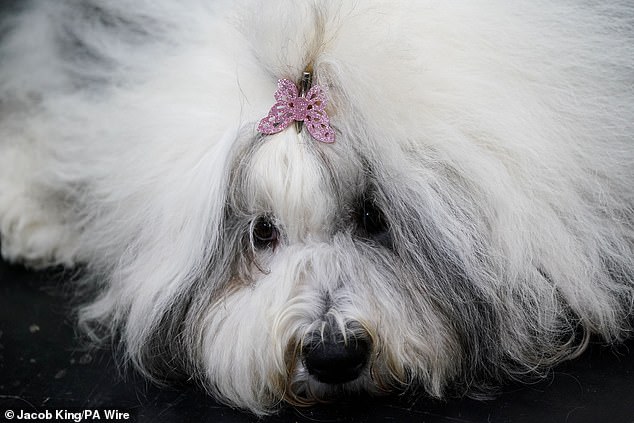 Crufts Dog Show Kicks Off in Birmingham with 18,600 Competitors from 60 Countries