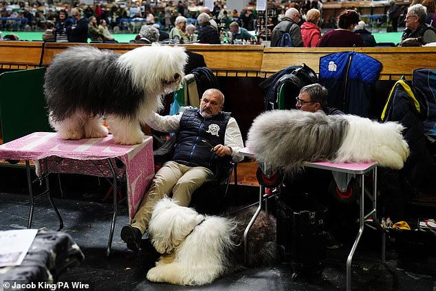 Crufts Dog Show Kicks Off in Birmingham with 18,600 Competitors from 60 Countries
