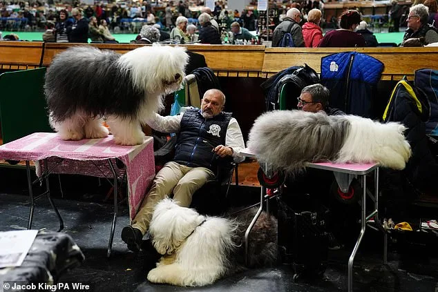 Crufts Dog Show Kicks Off in Birmingham with 18,600 Competitors from 60 Countries