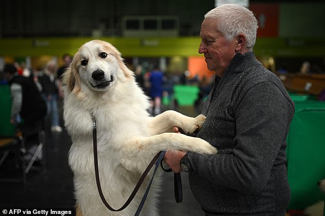 Crufts Dog Show Kicks Off in Birmingham with 18,600 Competitors from 60 Countries