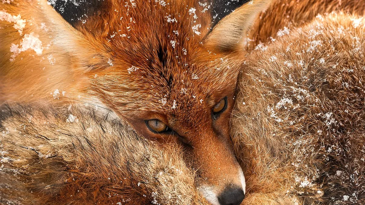 Chris Packham's Debut Photography Exhibition Merges Science and Art in Exclusive Celebrity Preview