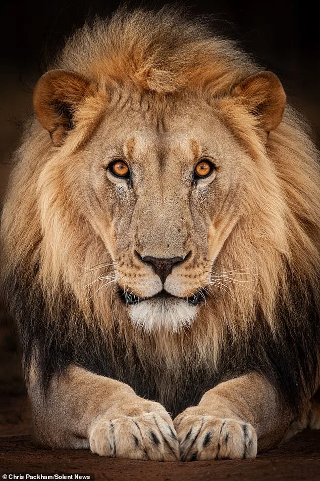 Chris Packham's Debut Photography Exhibition Merges Science and Art in Exclusive Celebrity Preview