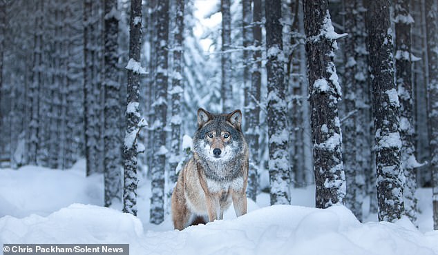 Chris Packham's Debut Photography Exhibition Merges Science and Art in Exclusive Celebrity Preview