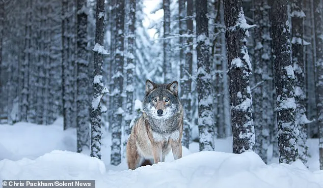 Chris Packham's Debut Photography Exhibition Merges Science and Art in Exclusive Celebrity Preview