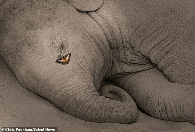 Chris Packham's Debut Photography Exhibition Merges Science and Art in Exclusive Celebrity Preview