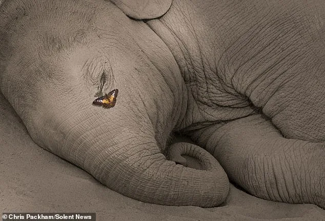 Chris Packham's Debut Photography Exhibition Merges Science and Art in Exclusive Celebrity Preview