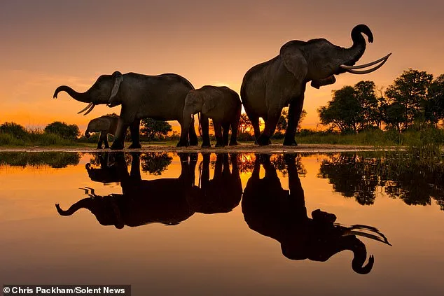 Chris Packham's Debut Photography Exhibition Merges Science and Art in Exclusive Celebrity Preview