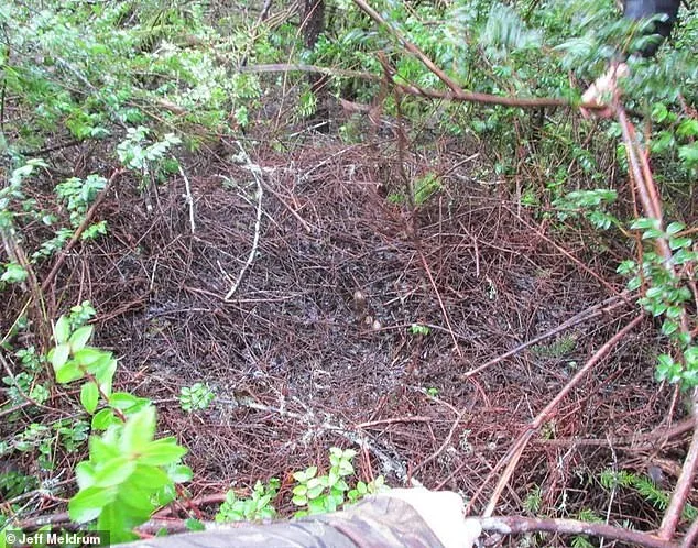 Ohio's Unprecedented Bigfoot Flap: Eight Sightings Spark Cryptozoology Frenzy and Debate