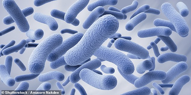 Ancient Kimchi: A Modern Solution to Chronic Diseases in the US