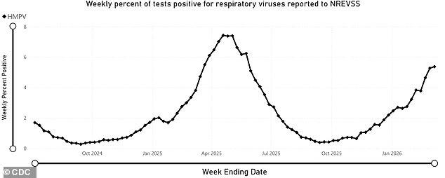 Surge in Human Metapneumovirus Raises Alarm as Public Health Officials Monitor Rapid Spread Without Vaccine or Treatment