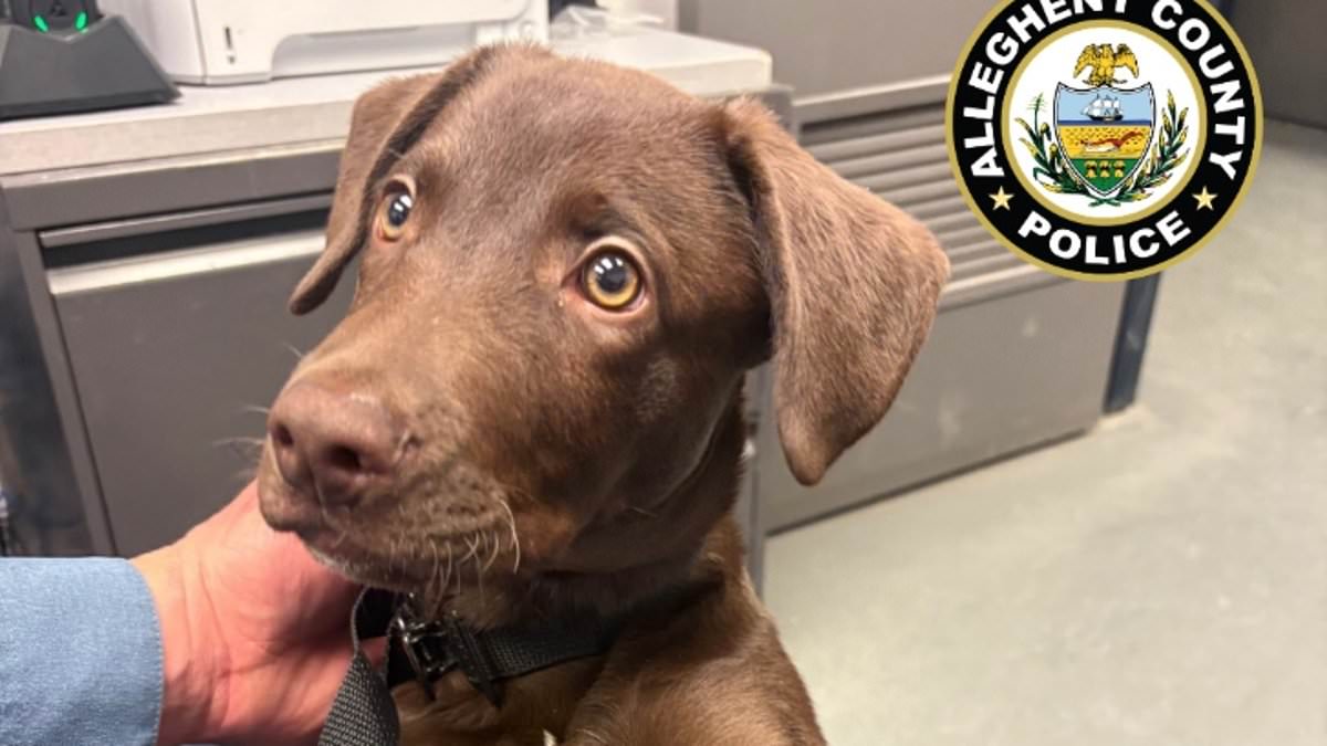 Chocolate Labrador Puppy Abandoned at Pittsburgh Airport; Owner Charged with Cruelty