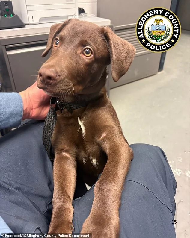 Chocolate Labrador Puppy Abandoned at Pittsburgh Airport; Owner Charged with Cruelty
