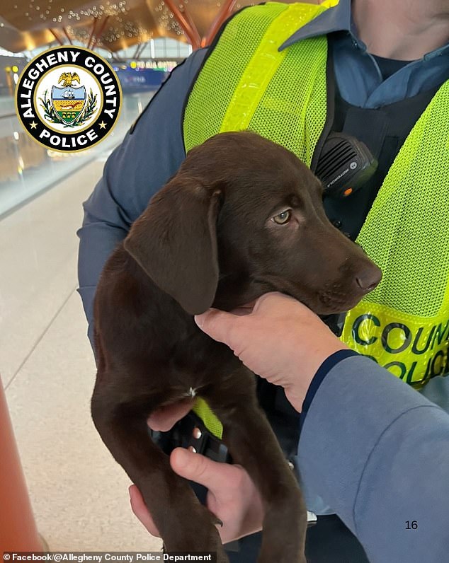 Chocolate Labrador Puppy Abandoned at Pittsburgh Airport; Owner Charged with Cruelty