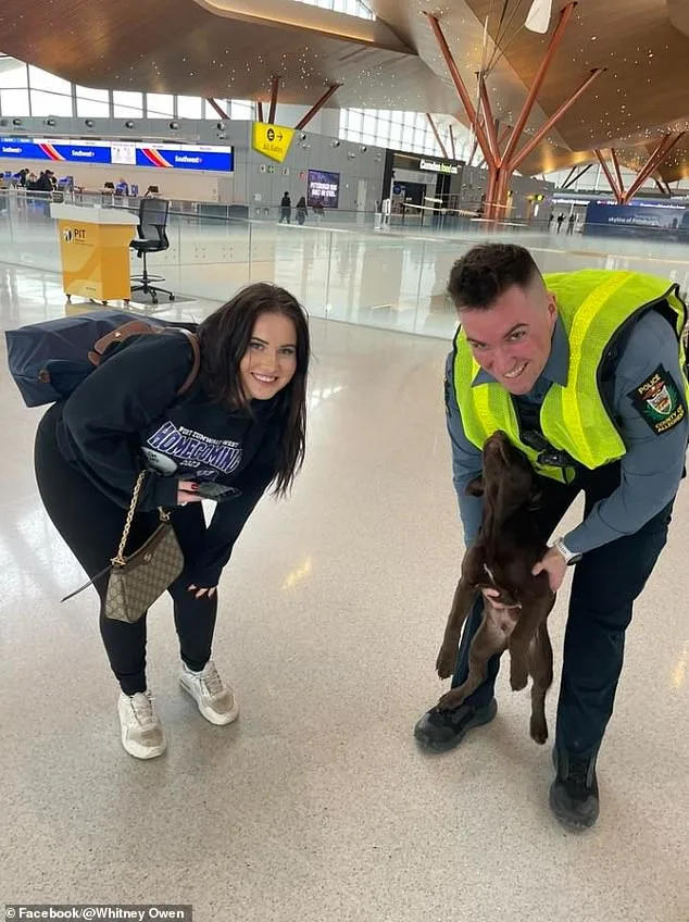 Chocolate Labrador Puppy Abandoned at Pittsburgh Airport; Owner Charged with Cruelty