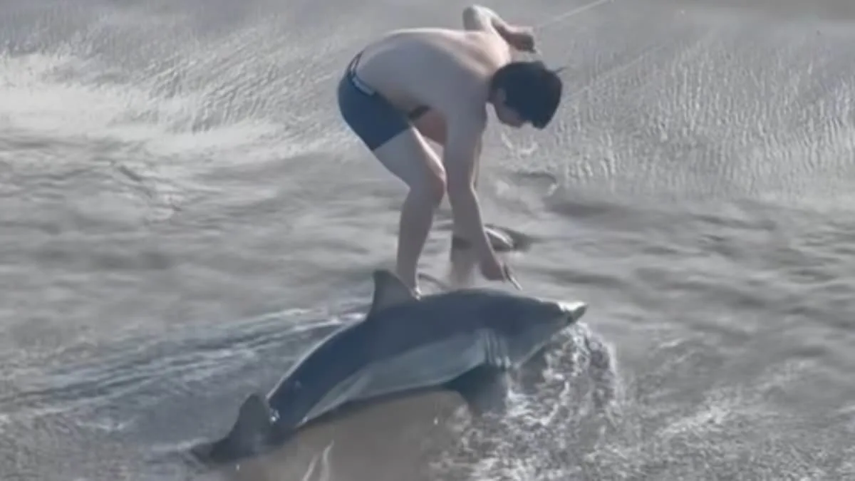 Heroic Rescue: Young Fisherman Saves Trapped Shark with Scissors