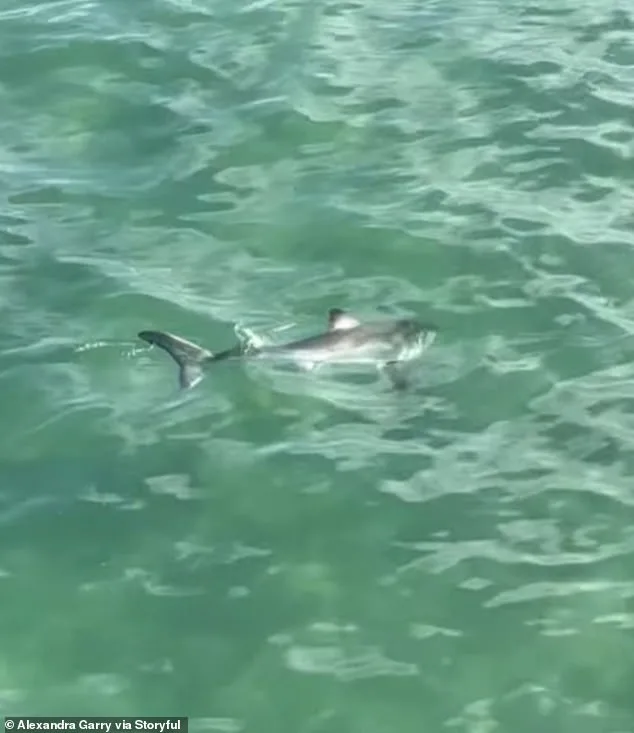 Heroic Rescue: Young Fisherman Saves Trapped Shark with Scissors