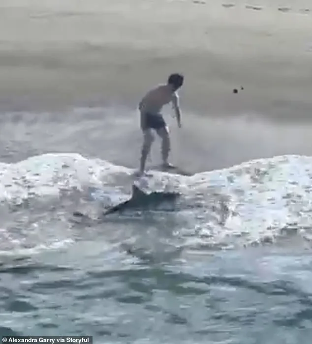 Heroic Rescue: Young Fisherman Saves Trapped Shark with Scissors