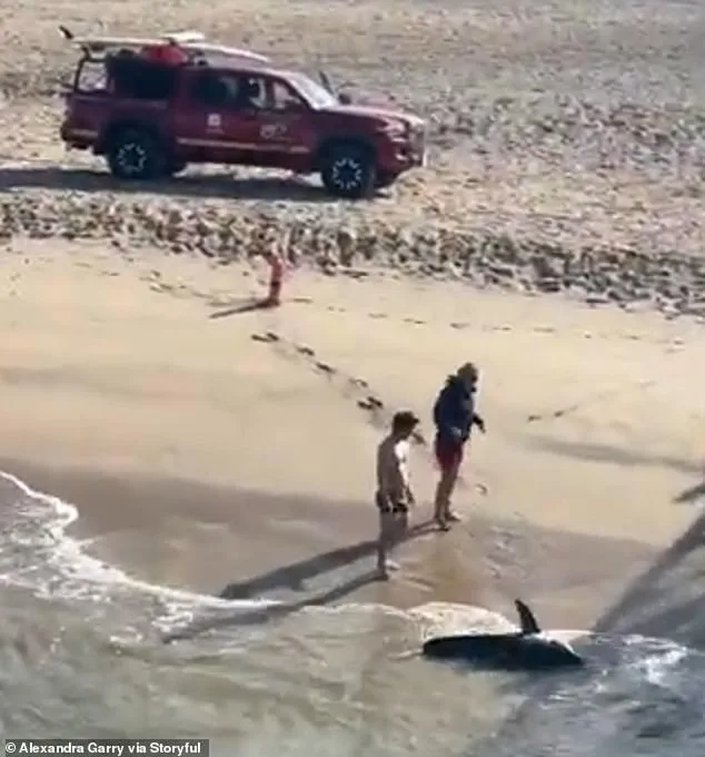 Heroic Rescue: Young Fisherman Saves Trapped Shark with Scissors