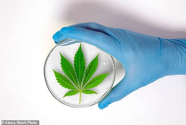 UK Cannabis Use Normalizes Despite Legal Restrictions as Medical Industry Expands