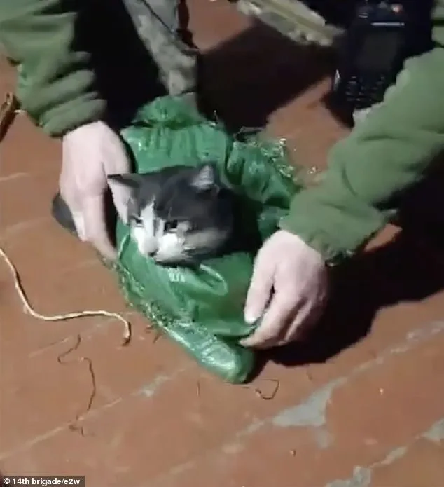 Ukrainian Fighters Rescue Stranded Animals with Drone Amid Kharkiv War
