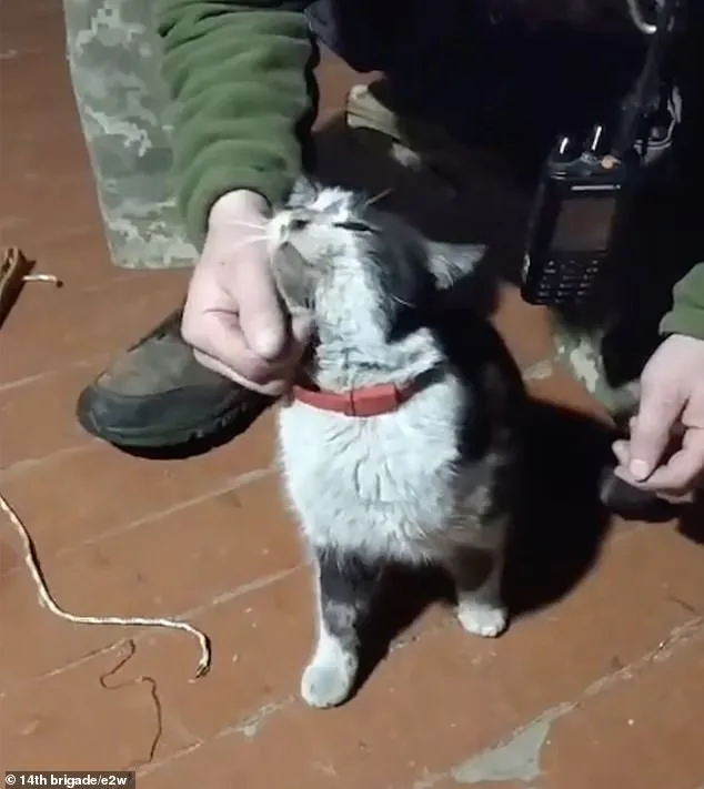 Ukrainian Fighters Rescue Stranded Animals with Drone Amid Kharkiv War