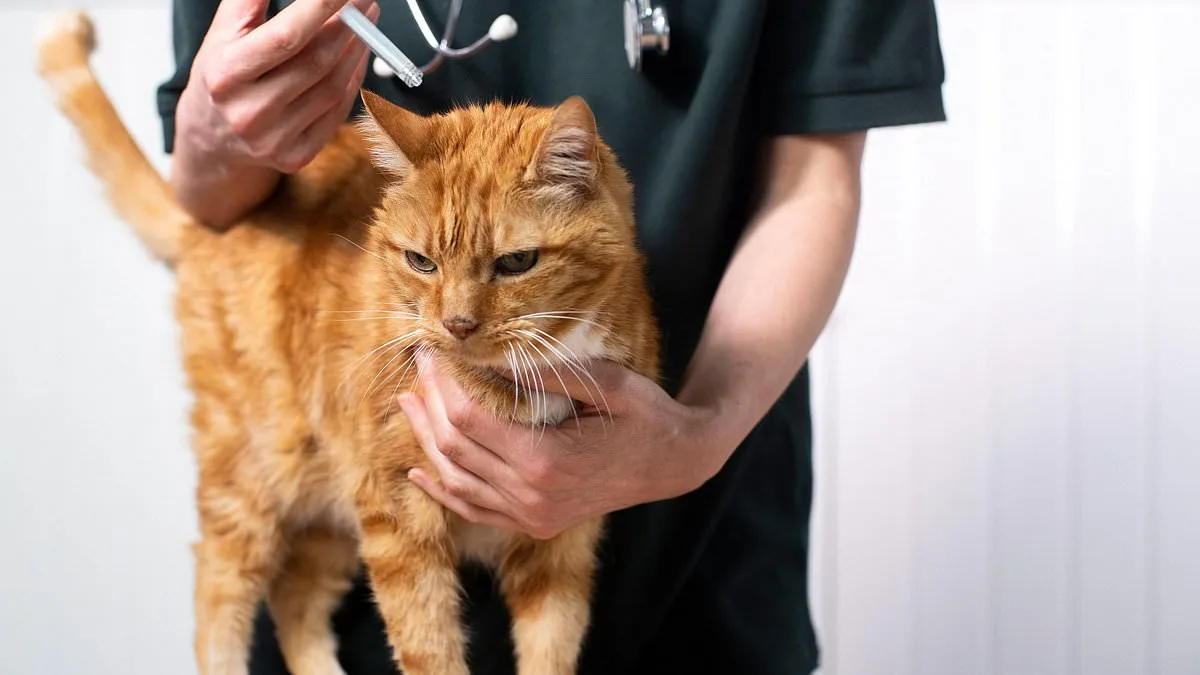Study Reveals Rise in Munchausen by Proxy Cases Among Pets in Netherlands